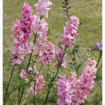 Sommer-Ridderspore � Delphinium consolida �Light Pink� � Fr� (min. 75 stk.)