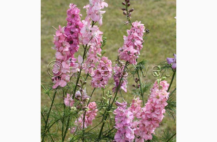 Sommer-Ridderspore � Delphinium consolida �Light Pink� � Fr� (min. 75 stk.)
