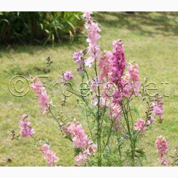 Delphinium consolida 'Light Pink'  Sommer-Ridderspore (pose min 75 fr)