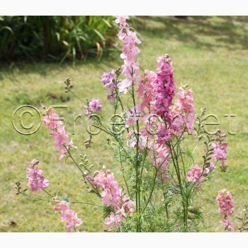 Delphinium consolida 'Light Pink'  Sommer-Ridderspore (pose min 75 fr)