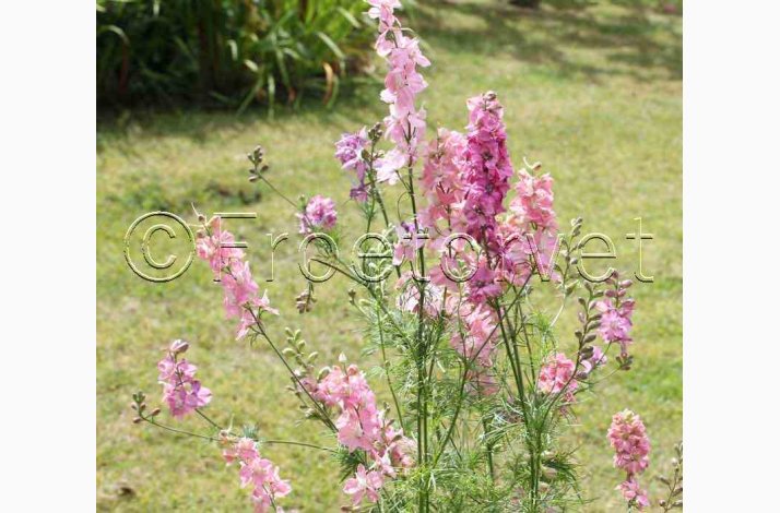 Delphinium consolida 'Light Pink'  Sommer-Ridderspore (pose min 75 fr)