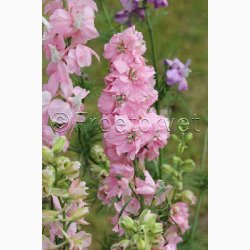 Delphinium consolida 'Light Pink'  Sommer-Ridderspore (pose min 75 fr)