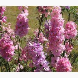Sommerridderspore �Light Pink� � Delphinium consolida � Fr� (min. 75 stk.)