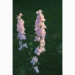 Delphinium consolida 'Light Pink'  Sommer-Ridderspore (pose min 75 fr)