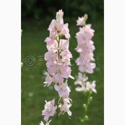 Delphinium consolida 'Light Pink'  Sommer-Ridderspore (pose min 75 fr)