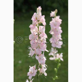 Sommerridderspore � Delphinium consolida �Light Pink� � Fr� (min. 75 stk.)