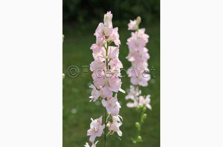 Delphinium consolida 'Light Pink'  Sommer-Ridderspore (pose min 75 fr)