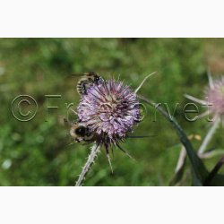 Dipsacus fullonum Wilde karde - Vildstaude