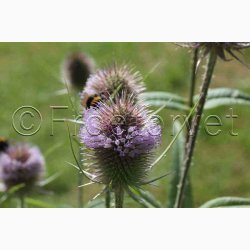 Dipsacus fullonum Wilde karde - Vildstaude