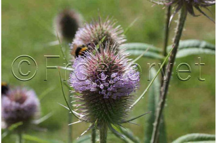 Vild karda � Dipsacus fullonum, Vild staude � Fr�