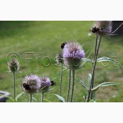 Dipsacus fullonum Wilde karde - Vildstaude