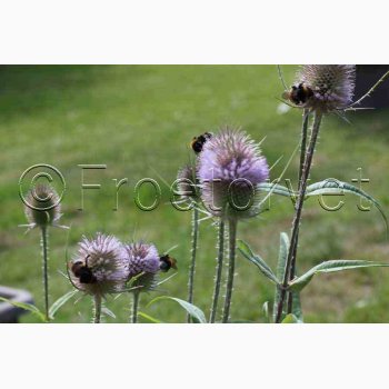 Dipsacus fullonum Wilde karde - Vildstaude