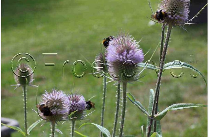 Dipsacus fullonum Wilde karde - Vildstaude
