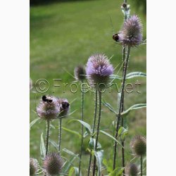 Dipsacus fullonum Wilde karde - Vildstaude