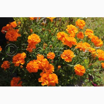 Fljlsblomst fr Petite Orange, tagetes