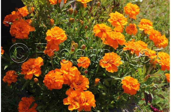 Fljlsblomst fr Petite Orange, tagetes