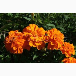 Fljlsblomst fr Petite Orange, tagetes