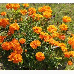 Fljlsblomst fr Petite Orange, tagetes