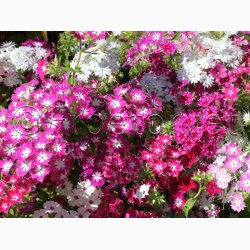 Floks, Sommer-, blanding Twinkle Stars mix (min. 50 fr)