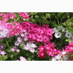 Floks, Sommer-, blanding Twinkle Stars mix (min. 50 fr)