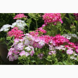 Floks, Sommer-, blanding Twinkle Stars mix (min. 50 fr)