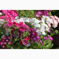 Floks, Sommer-, blanding Twinkle Stars mix (min. 50 fr)