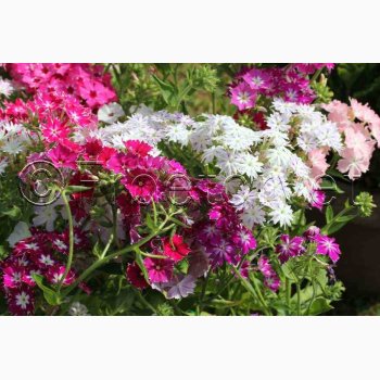 Floks, Sommer-, blanding Twinkle Stars mix (min. 50 fr)