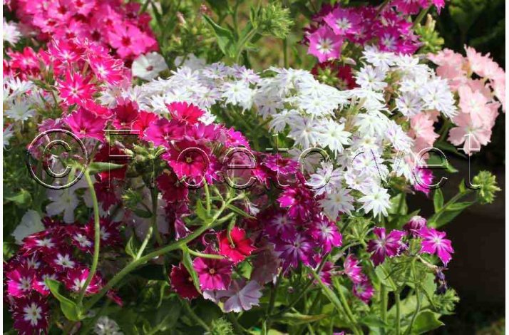 Floks, Sommer-, blanding Twinkle Stars mix (min. 50 fr)