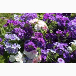 Floks, Sommer-Beauty Blue (min. 50 fr)