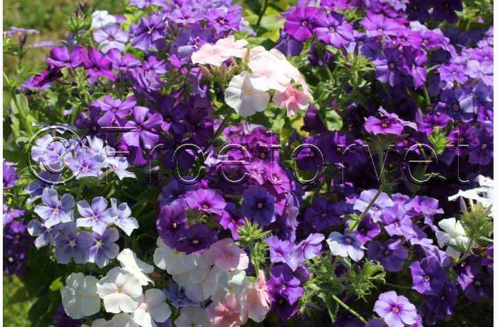 Floks, Sommer-Beauty Blue (min. 50 fr)