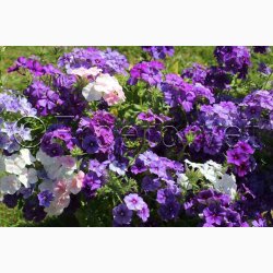 Floks, Sommer-Beauty Blue (min. 50 fr)