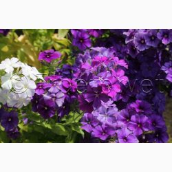 Floks, Sommer-Beauty Blue (min. 50 fr)