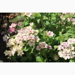 Floks, sommer- Creme Brulee (min 65 fr)