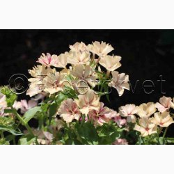 Floks, sommer- Creme Brulee (min 65 fr)