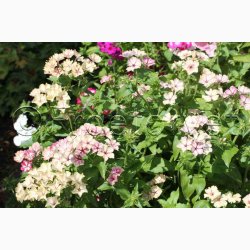 Floks, sommer- Creme Brulee (min 65 fr)