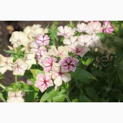 Floks, sommer- Creme Brulee (min 65 fr)