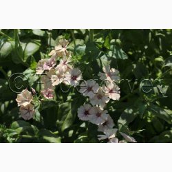 Floks, sommer- Creme Brulee (min 65 fr)