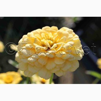 Zinnia Isabellina - Frkenhat (min. 45 fr)