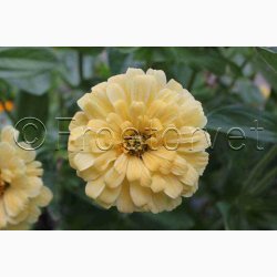 Zinnia Isabellina - Frkenhat (min. 45 fr)