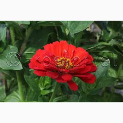 Frkenhat, blanding, California (min. 50 fr)