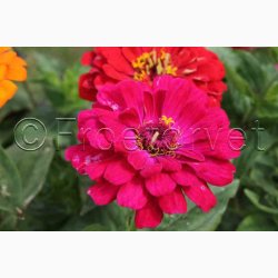 Frkenhat, blanding, California (min. 50 fr)