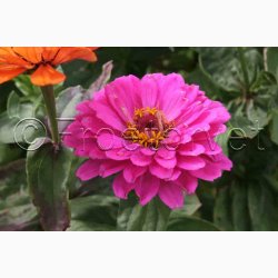 Frkenhat, blanding, California (min. 50 fr)