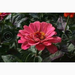 Frkenhat, blanding, California (min. 50 fr)