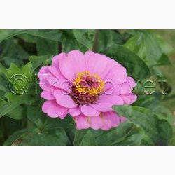 Frkenhat, blanding, California (min. 50 fr)