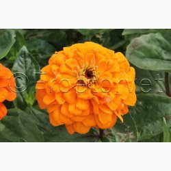 Frkenhat, blanding, California (min. 50 fr)