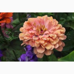 Frkenhat, blanding, California (min. 50 fr)