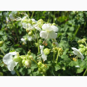 GERANIUM Macrorrhizum White Ness-Storkenb (5 fr)