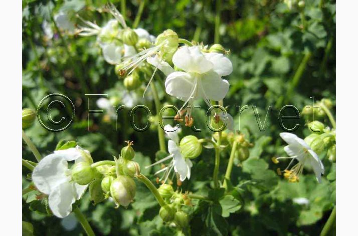 GERANIUM Macrorrhizum White Ness-Storkenb (5 fr)