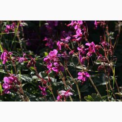 Geranium Macrorrhizum-Storkenb (7 fr)