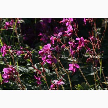 Geranium Macrorrhizum-Storkenb (7 fr)